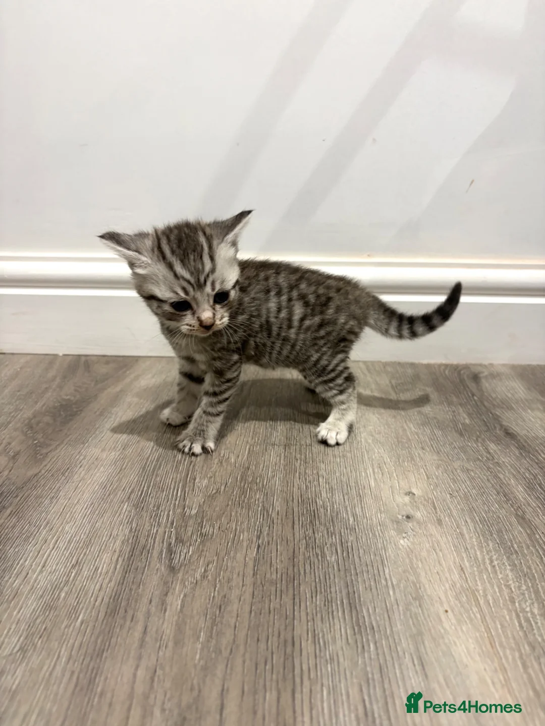 Mixed Breed cats for sale: Beautiful British Shorthair Cross Kittens  - Advert 1