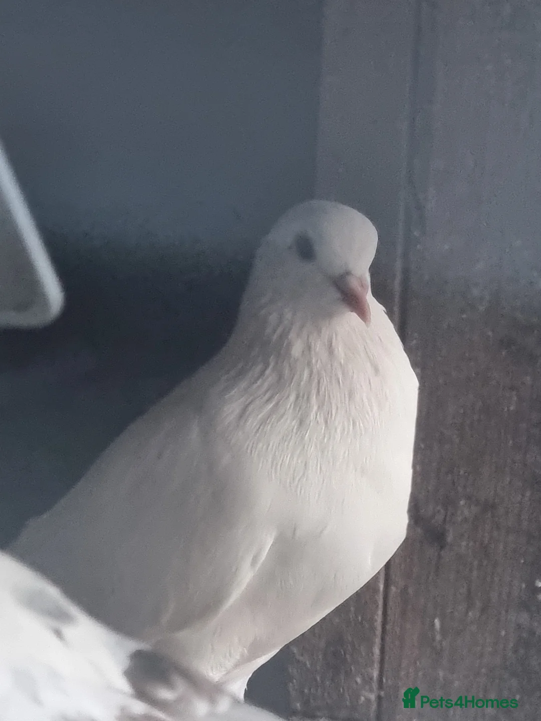 Pigeons birds for sale: Young tippers,tumblers & racers for sale £3each  in Wolverhampton - Advert 1