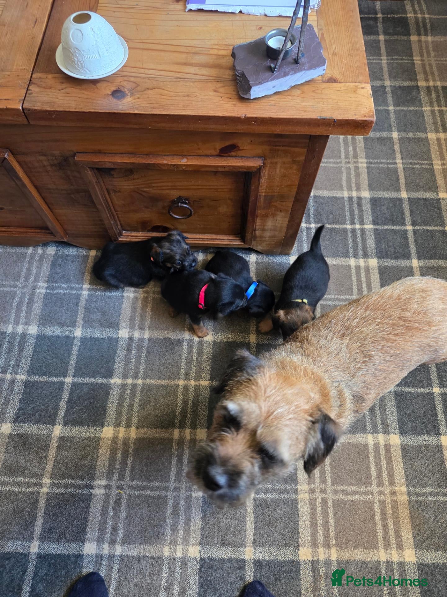 Border Terrier dogs Border Terrier dogs for sale. - Advert 1