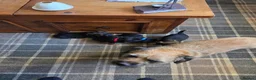 Border Terrier dogs for sale: Border Terrier dogs for sale. in Sanquhar - Advert 1