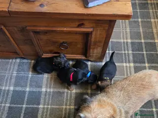 Border Terrier dogs Border Terrier dogs for sale. - Advert 1