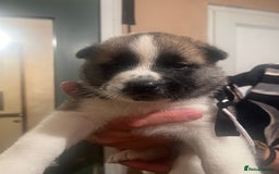 Akita dogs for sale:  Pure Bear-faced American Akita puppies - Image 13