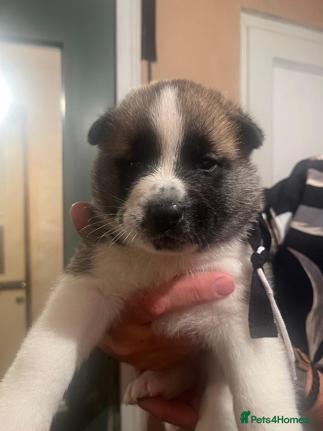 Akita dogs for sale:  Pure Bear-faced American Akita puppies - Image 13