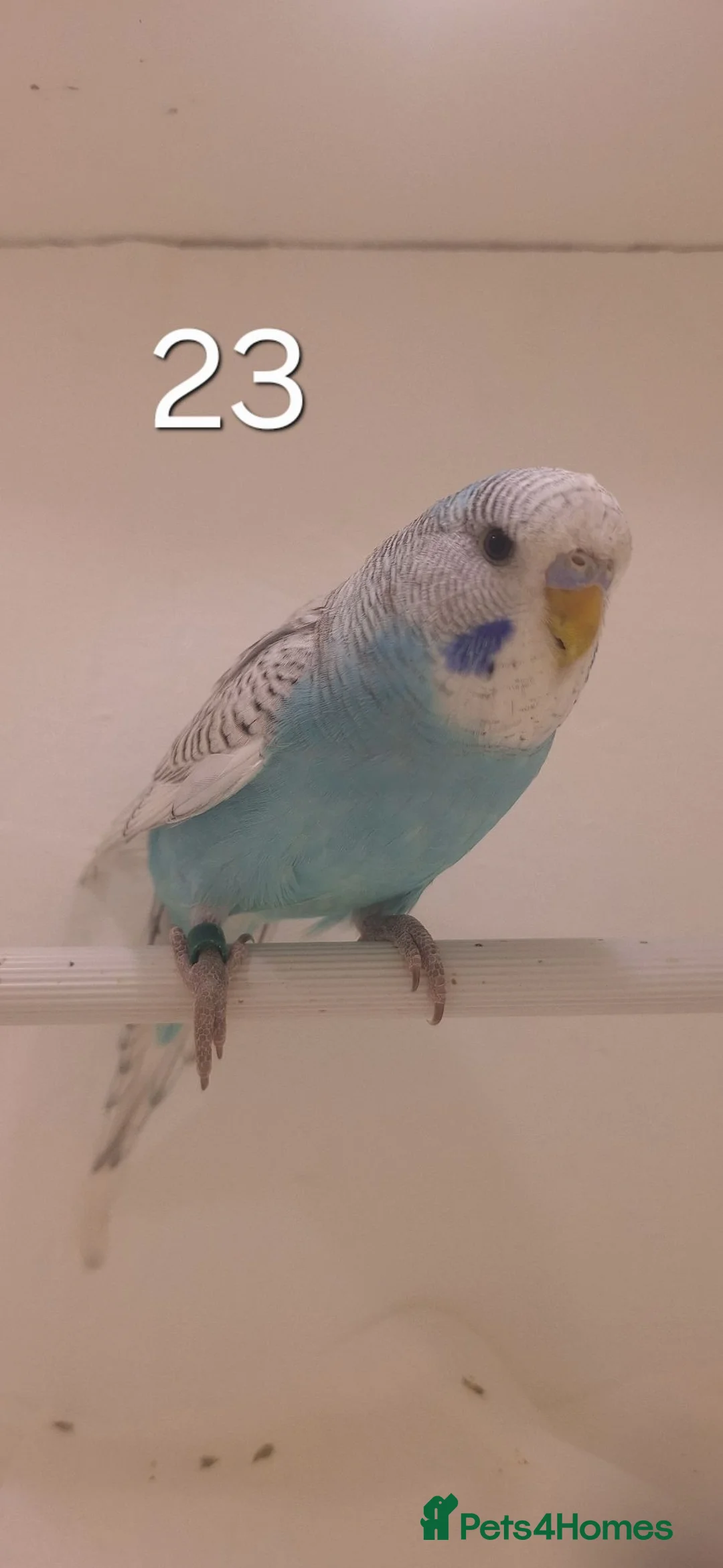 Budgerigars birds for sale: Baby budgies - Advert 2