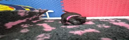Staffordshire Bull Terrier dogs for sale: Staffordshire bull terrier pups in Leeds - Advert 6