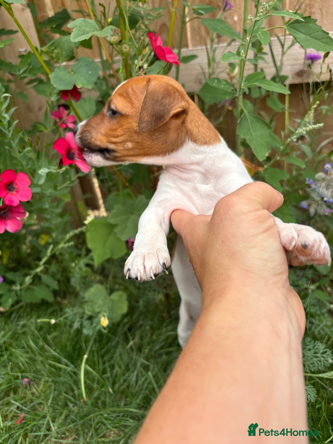 Jack Russell dogs for sale: Jack Russell puppy  - Image 2