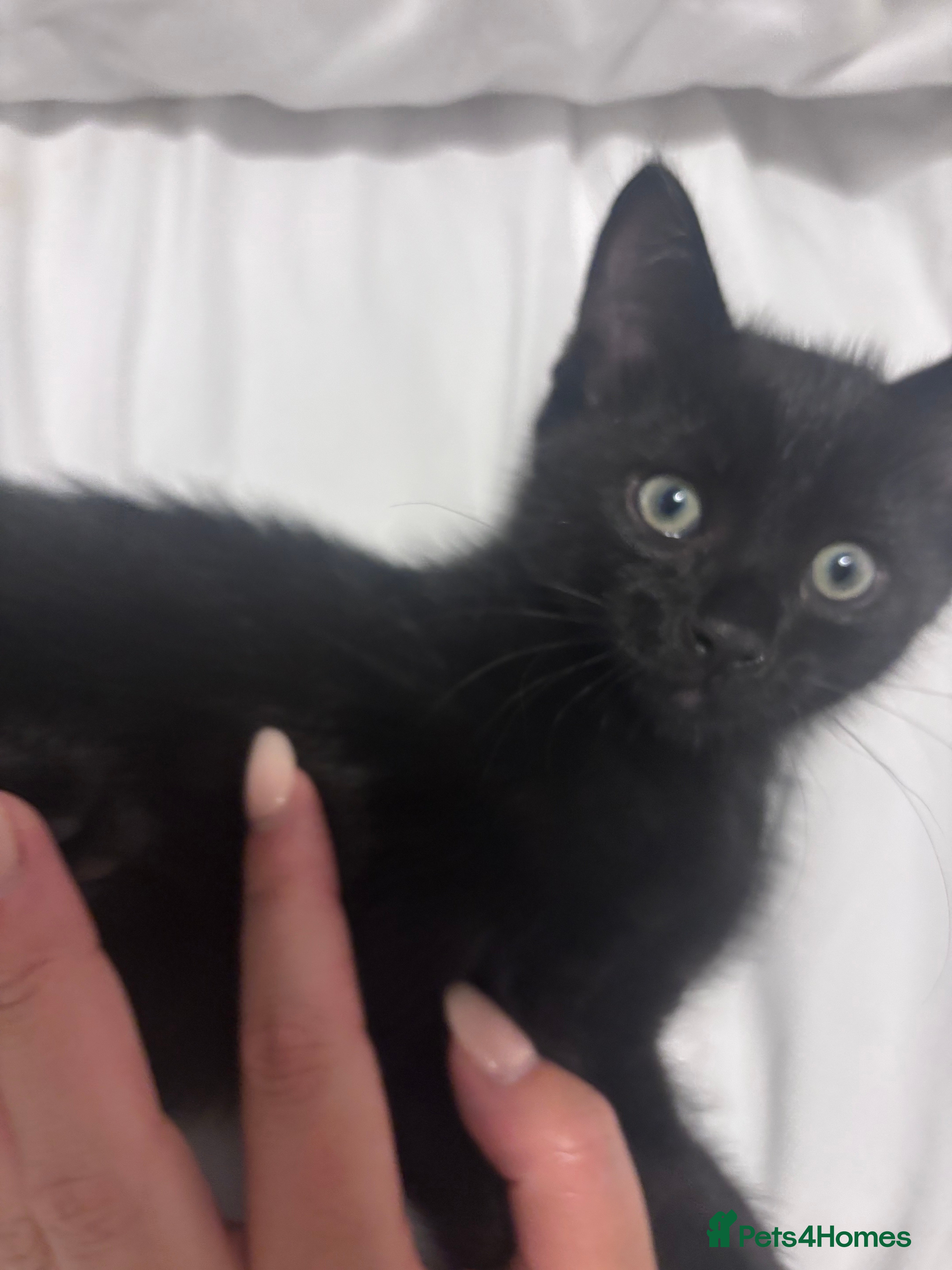 Mixed Breed cats for sale: Kittens for Sale  - Advert 7