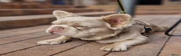 French Bulldog dogs for stud: ⭐️Bowser fluffy stud⭐️ - Advert 11