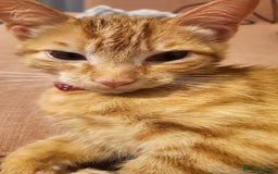 Domestic Shorthair cats for sale: Urgent Rehoming - 6 month old ginger boy - Advert 3