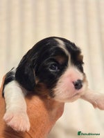 Cavalier King Charles Spaniel dogs - Advert 12