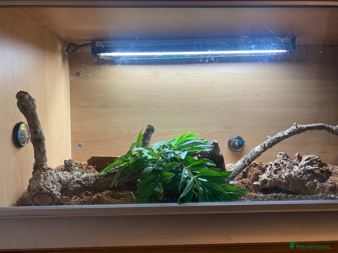 Python Snake reptiles for sale: Royal python and full set-up - Advert 5