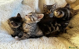 Bengal cats for sale: Glittery Bengal X Kittens With Famous References!  - Image 9