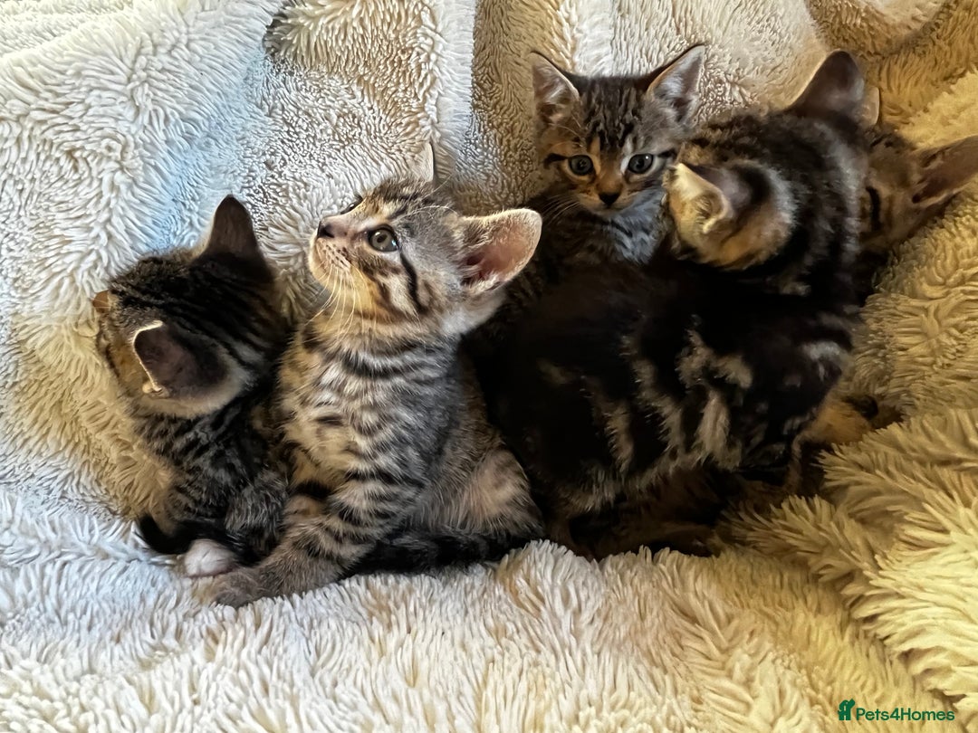 Bengal cats for sale: Glittery Bengal X Kittens With Famous References!  - Image 9