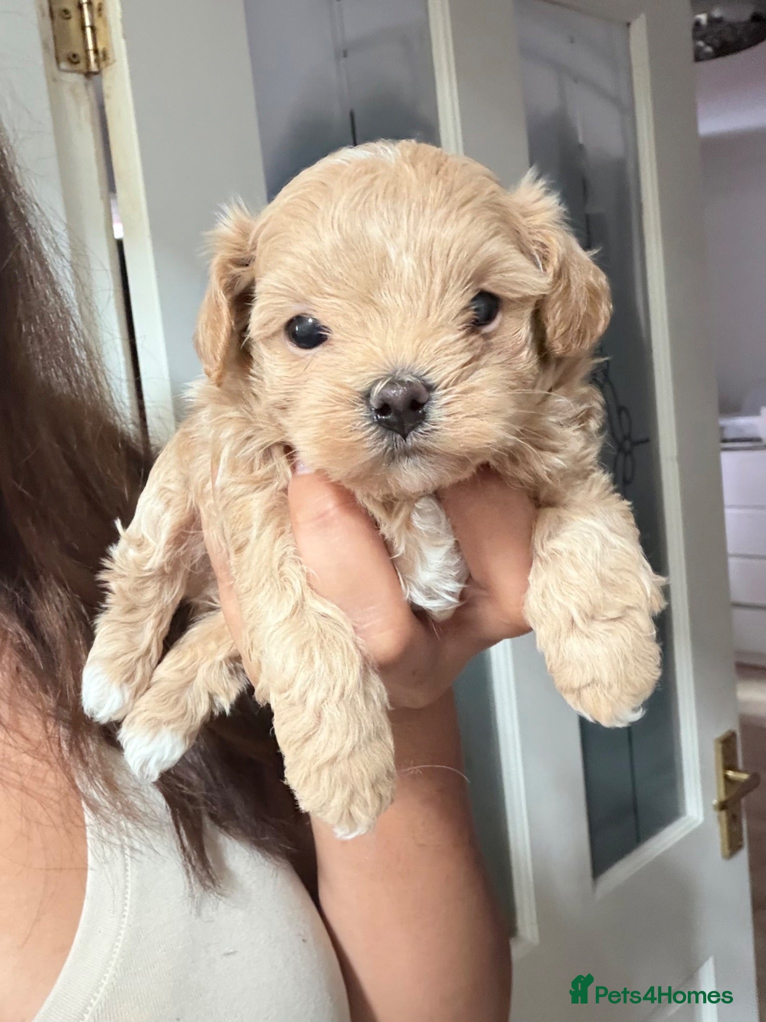 Maltipoo dogs Asian/Korean *DNA TESTED* teddy bear maltipoos - Advert 9