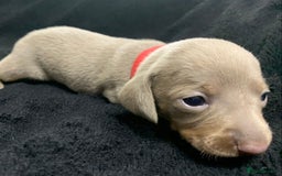 Miniature Dachshund dogs for sale: 🌟QUALITY KC REG & PRA CLR MINIATURE DACHSHUNDS🌟 - Image 12