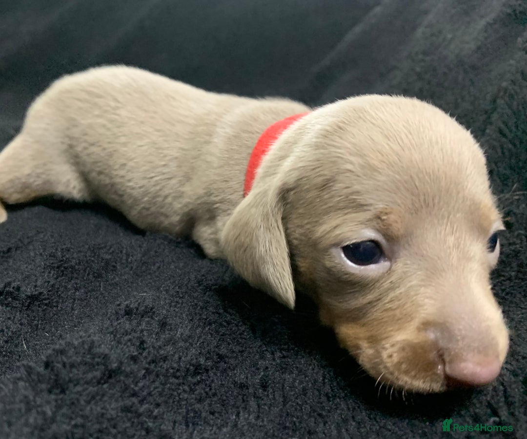 Miniature Dachshund dogs for sale: 🌟QUALITY KC REG & PRA CLR MINIATURE DACHSHUNDS🌟 - Image 12