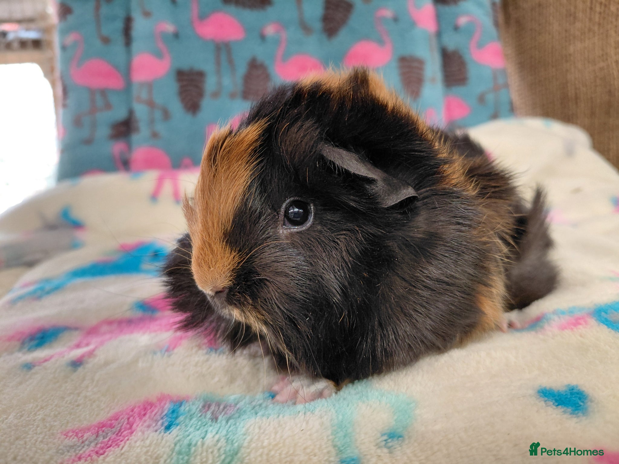 Guinea Pig rodents Young Retired Texel Sows RTL - Advert 16
