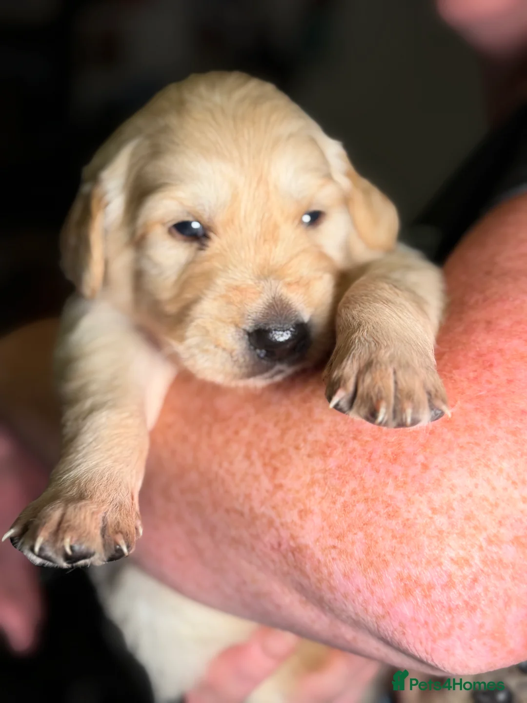 Golden Retriever dogs for sale: Beautiful KC Reg Golden Retrievers - Advert 16