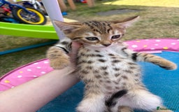 Bengal cats for sale: Beautiful litter of spotted Bengal kittens - Ready - Image 33