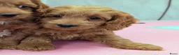 Cockapoo dogs for sale: Licensed breeder, health tested F1 cockapoo pups - Advert 36