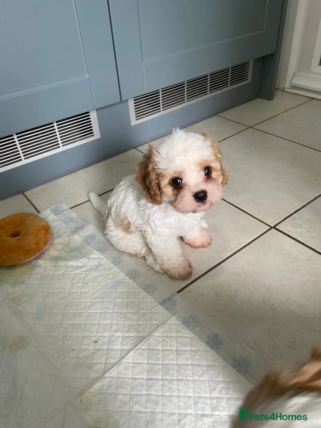 Cavachon dogs for sale: 2 beautiful Cavachon puppies for sale - Advert 3
