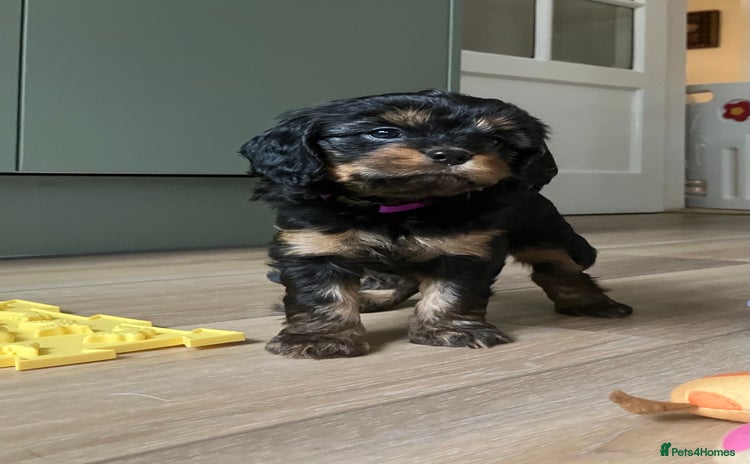 Cavapoo dogs - Advert 4