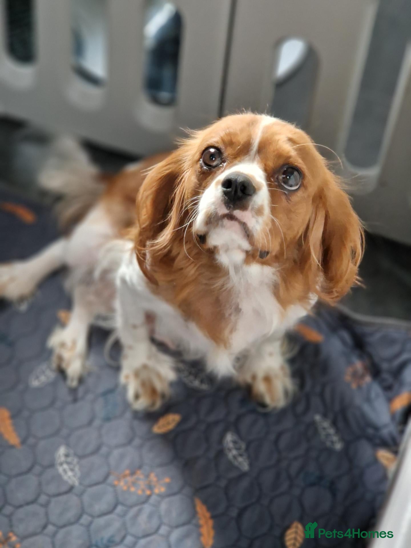 Cavalier King Charles Spaniel dogs Cavalier King Charles Spaniel! - Advert 5