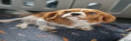 Cavalier King Charles Spaniel dogs for sale: Cavalier King Charles Spaniel! - Advert 1