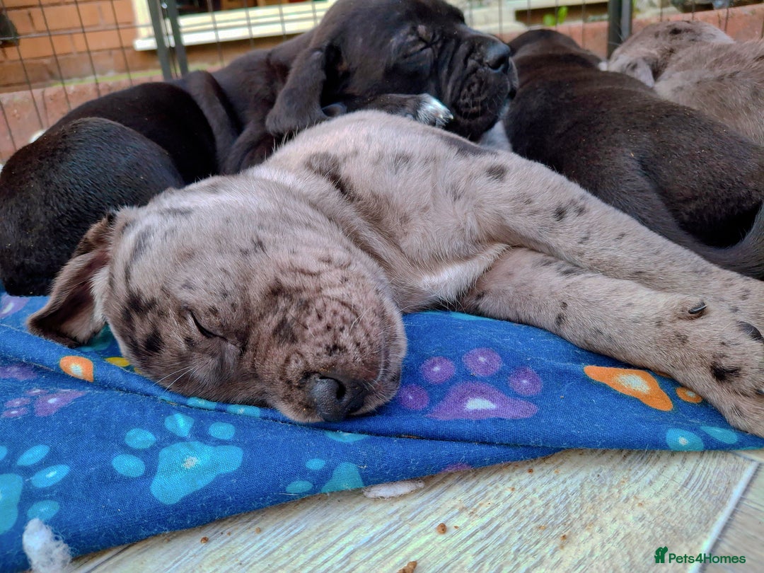 Mixed Breed dogs for sale: HARLEQUINN CANE CORSO X AMERICAN BULLDOGGE - Image 17