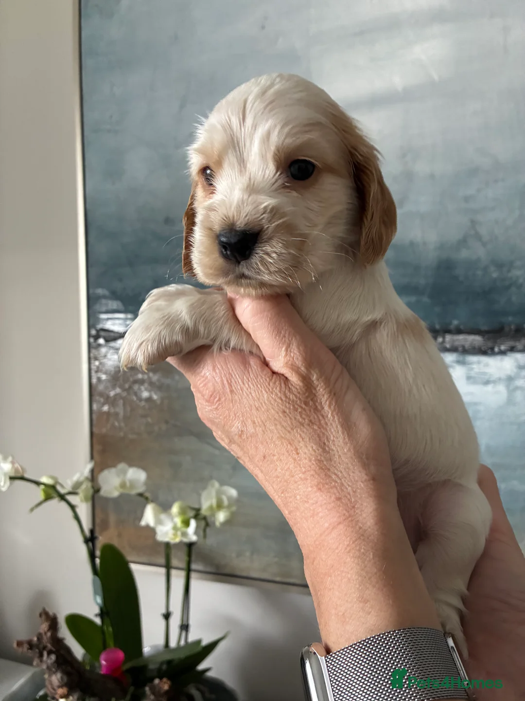 Cocker Spaniel dogs for sale: Show cocker spaniel puppies  - Advert 2