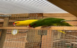Mixed Breed birds for sale: Gorgeous baby Kakariki’s  - Image 1
