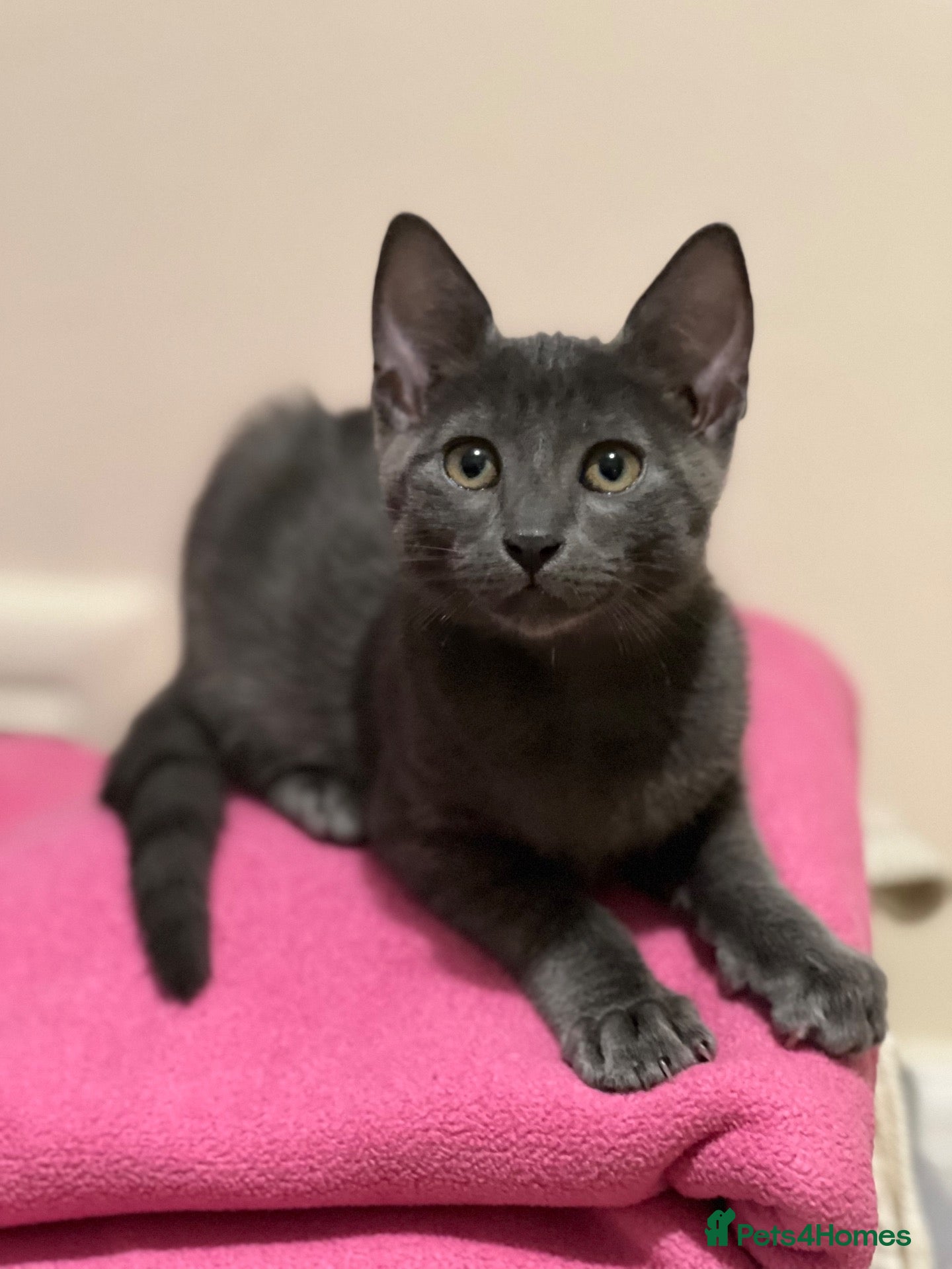 Russian Blue cats Gorgeous Russian Blue kitten - Advert 1