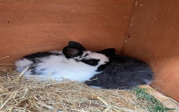 Mini Lop rabbits for sale: Adorable Purebred Mini Lops.  - Image 6