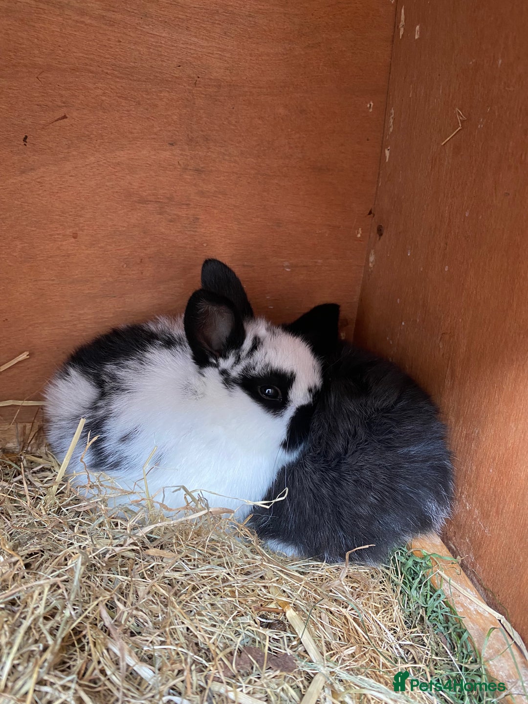 Mini Lop rabbits for sale: Adorable Purebred Mini Lops.  - Image 6