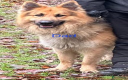 Mixed Breed dogs for sale: Turkish kangal x German shepherd puppies  - Image 9
