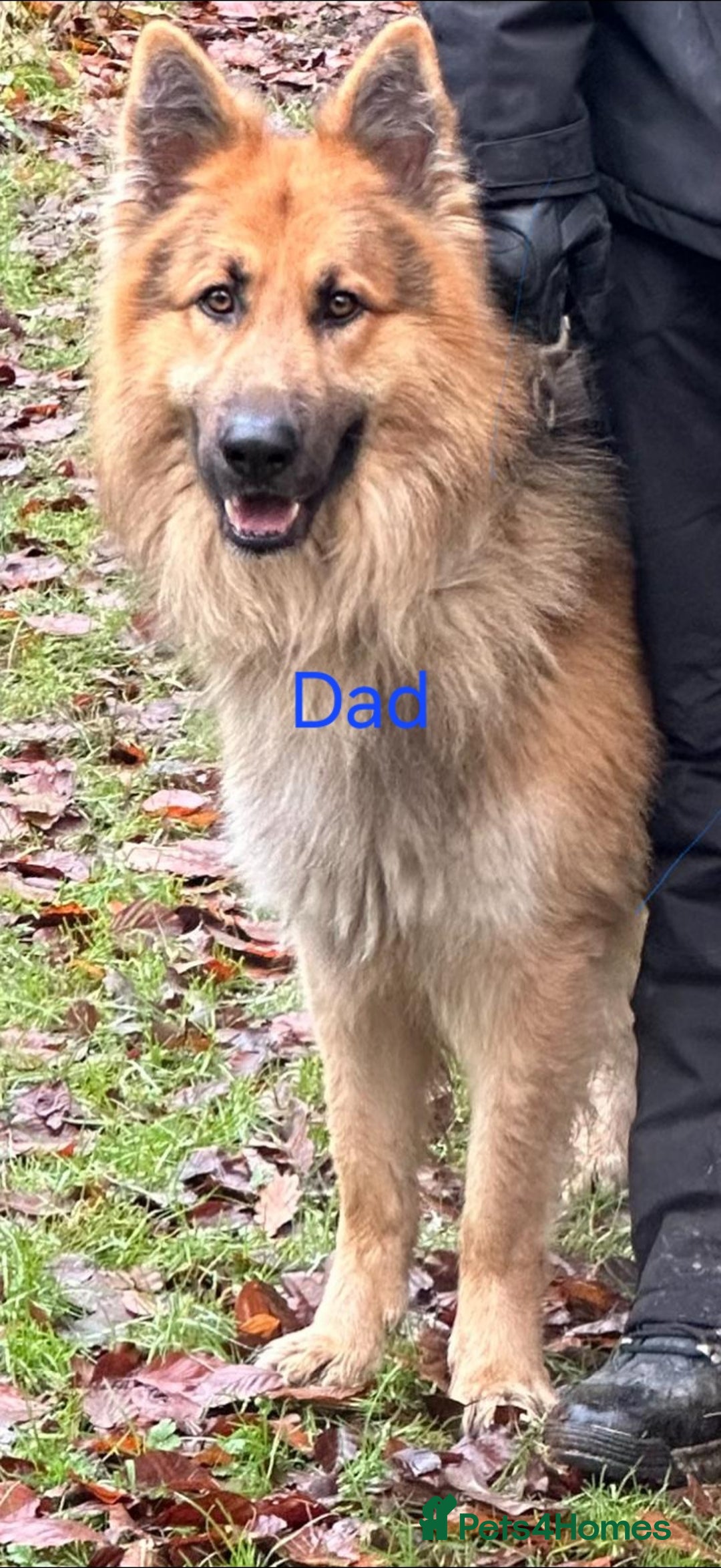 Mixed Breed dogs for sale: Turkish kangal x German shepherd puppies  - Image 9