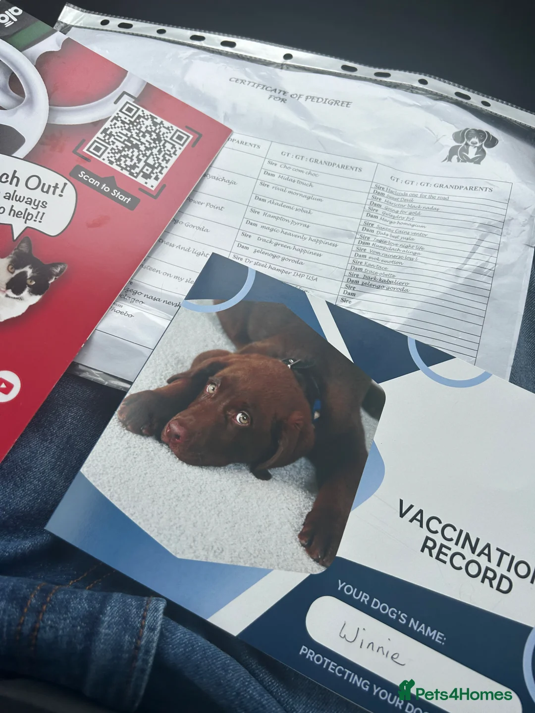 Dachshund dogs for sale: 9months old girl in Daventry - Advert 4