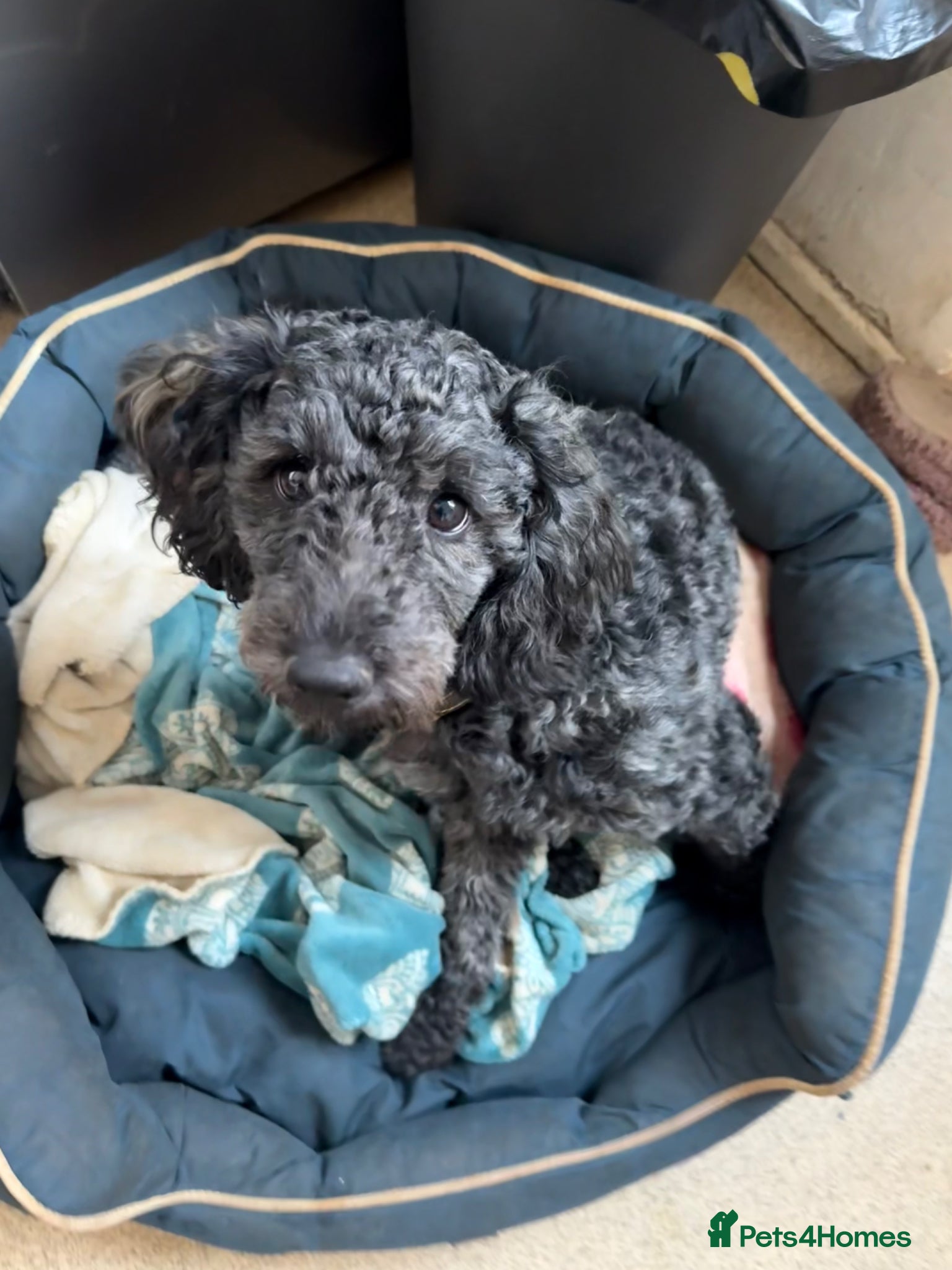 Cockapoo dogs Needs a loving new home Available now - Advert 18