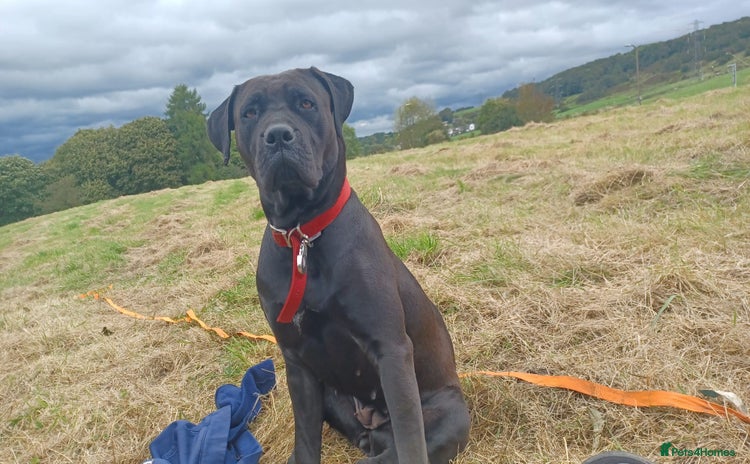 Cane Corso dogs - Advert 1