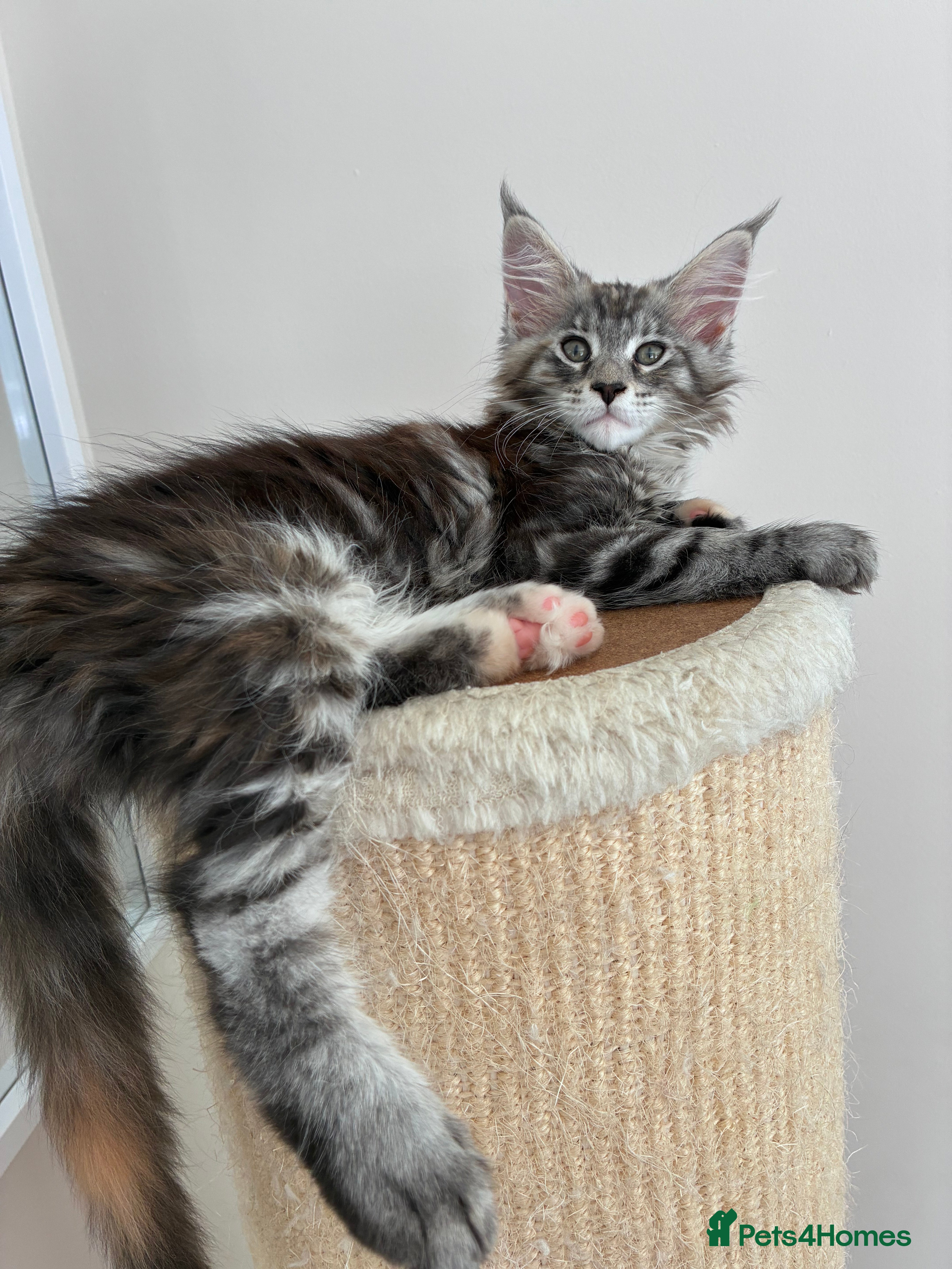 Maine Coon cats Maine Coons - Advert 2