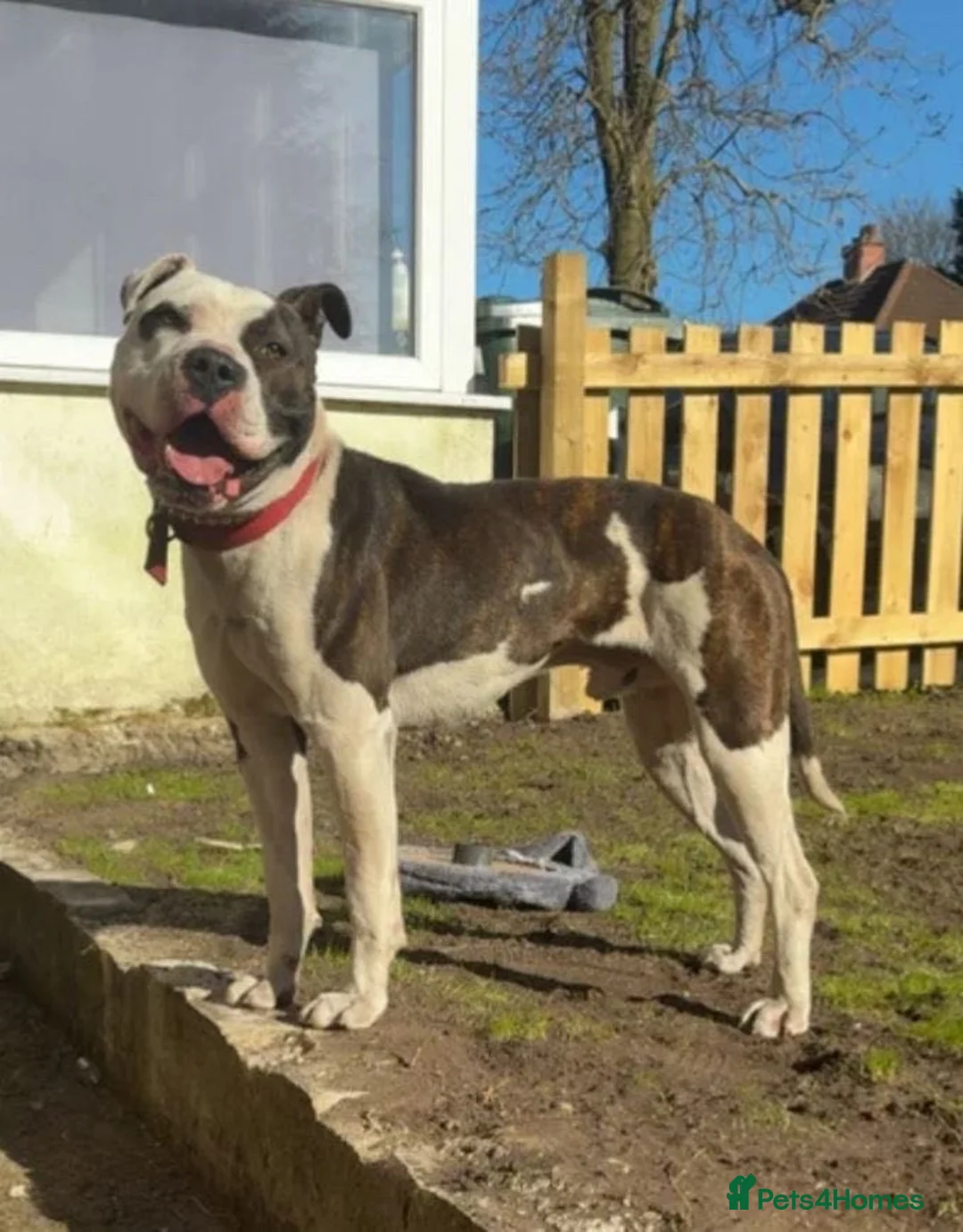American Bulldog dogs for sale: rockey American bulldog  - Advert 1