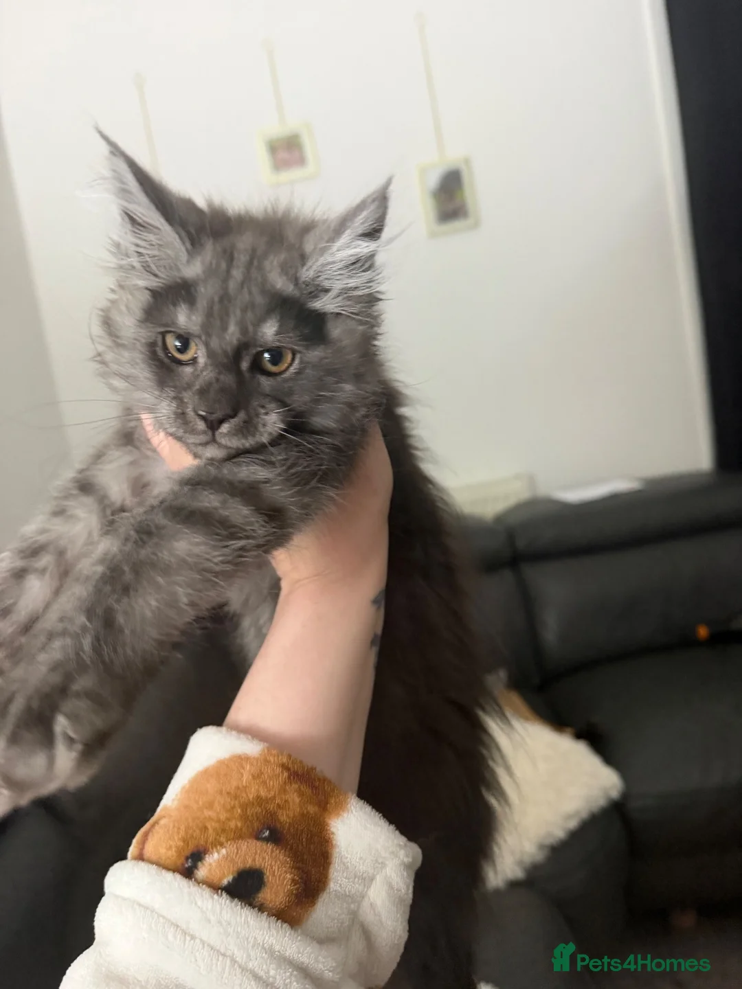 Maine Coon cats for sale: Blue smoke TICA reg future queen Maine coon  - Advert 10