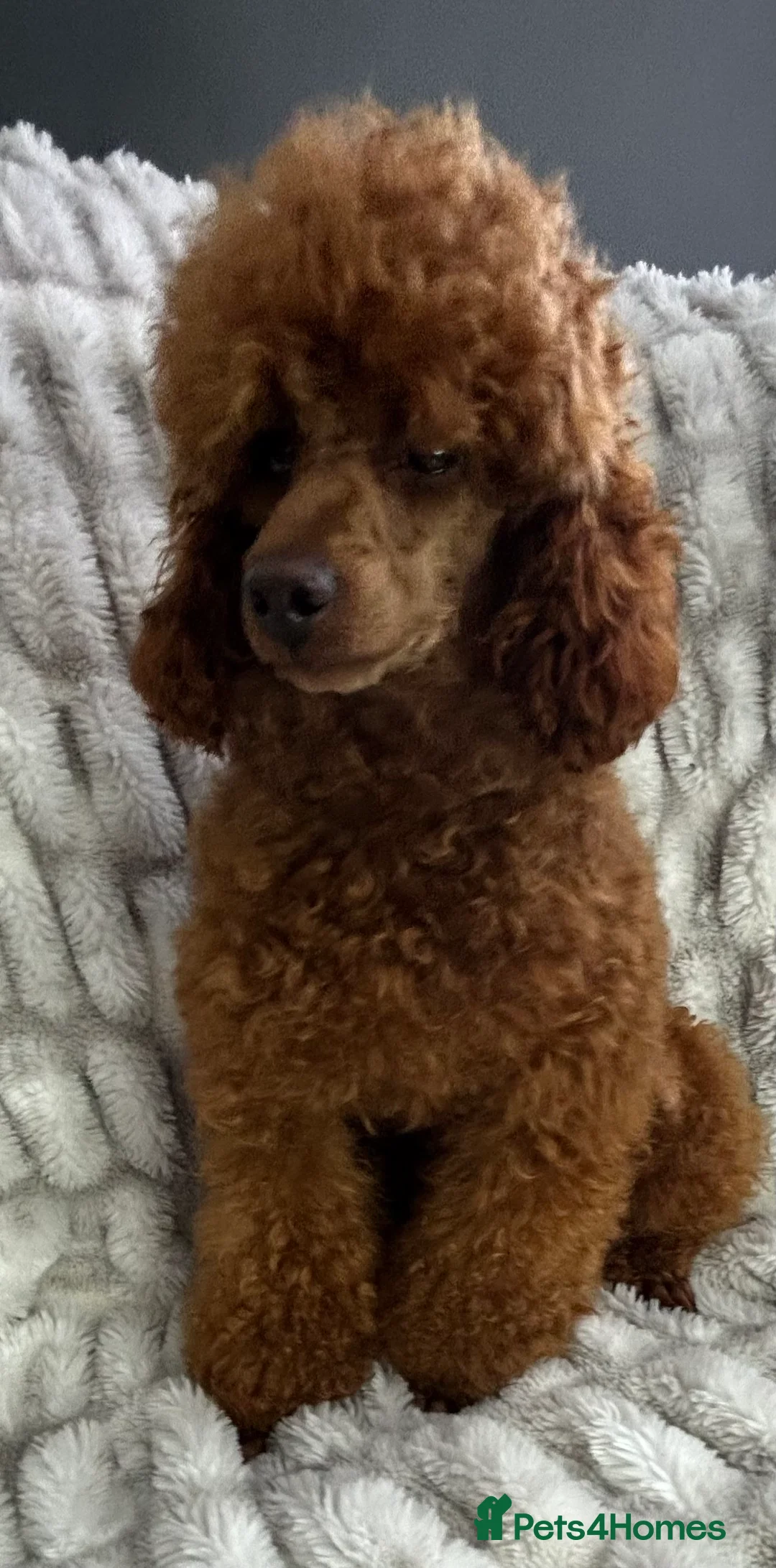 Poodle dogs for stud: KC REG DEEP FOX RED HEALTH TESTED POODLE STUD in Hoddesdon - Advert 6