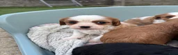 Cavalier King Charles Spaniel dogs for sale: Absolutely beautiful King Charles Cavalier puppies - Advert 13