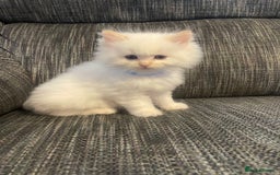 Ragdoll cats for sale:  Beautiful Ragdoll Kittens * 3 BoYs *  - Image 15