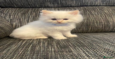 Ragdoll cats - Advert 9