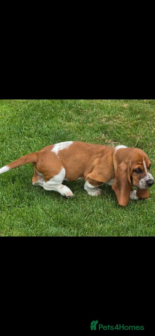 Basset Hound dogs Basset hound pups kc reg.European lines - Advert 7