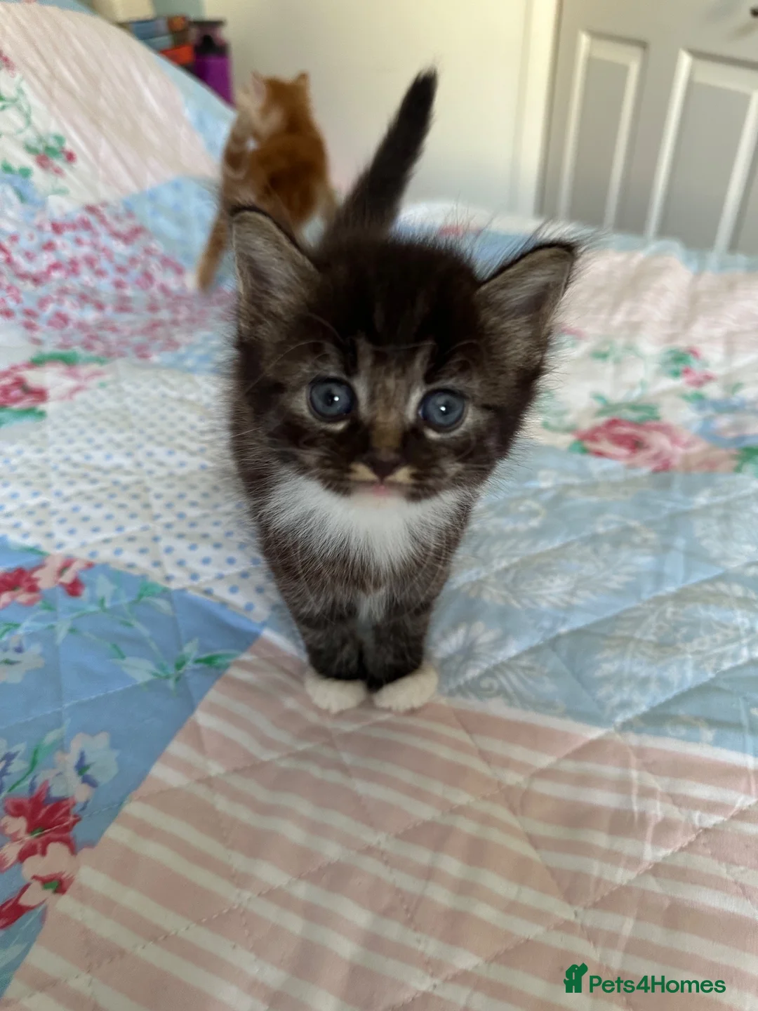 Mixed Breed cats for sale: 3 adorable male kittens for sale - Advert 13