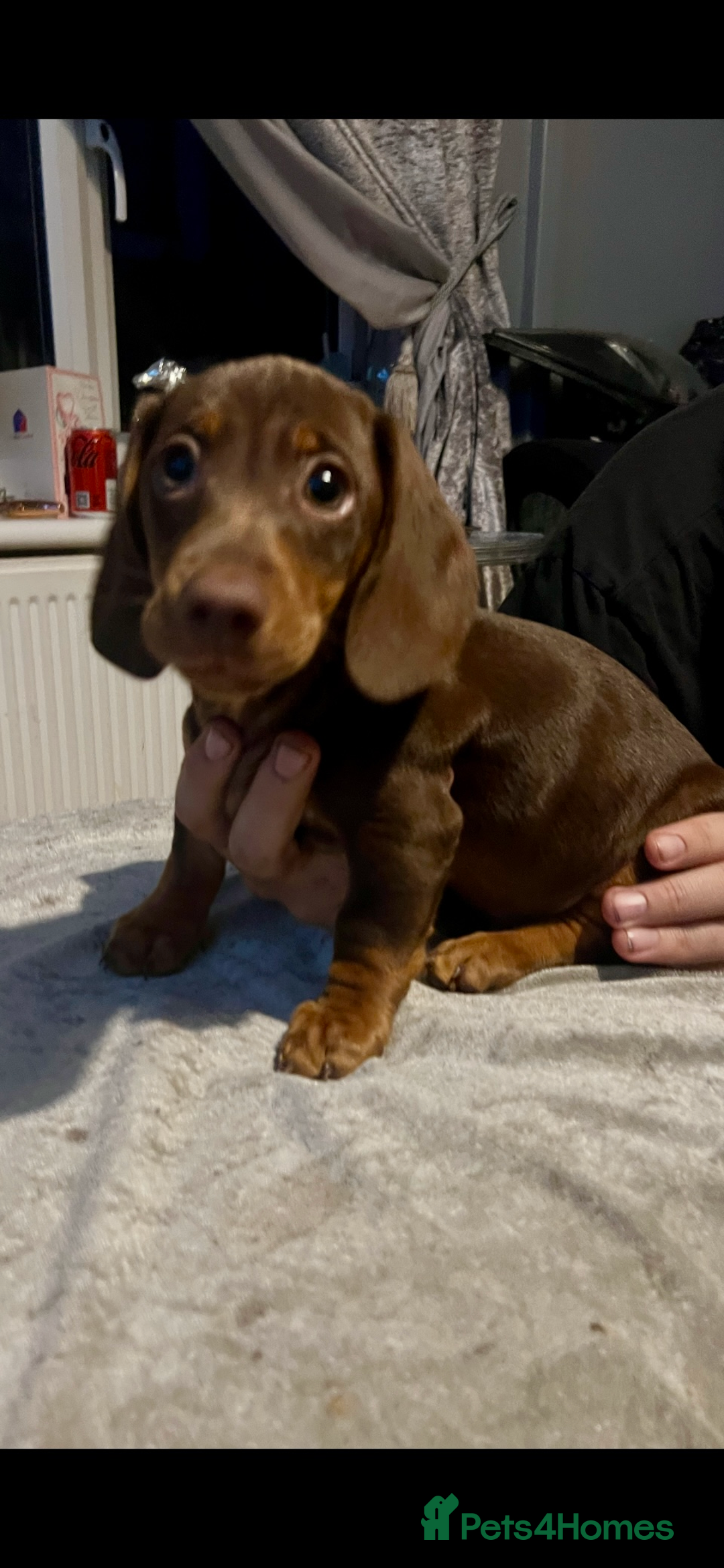 Miniature Dachshund dogs for sale: Miniature dachshund gorgeous boy  - Advert 7