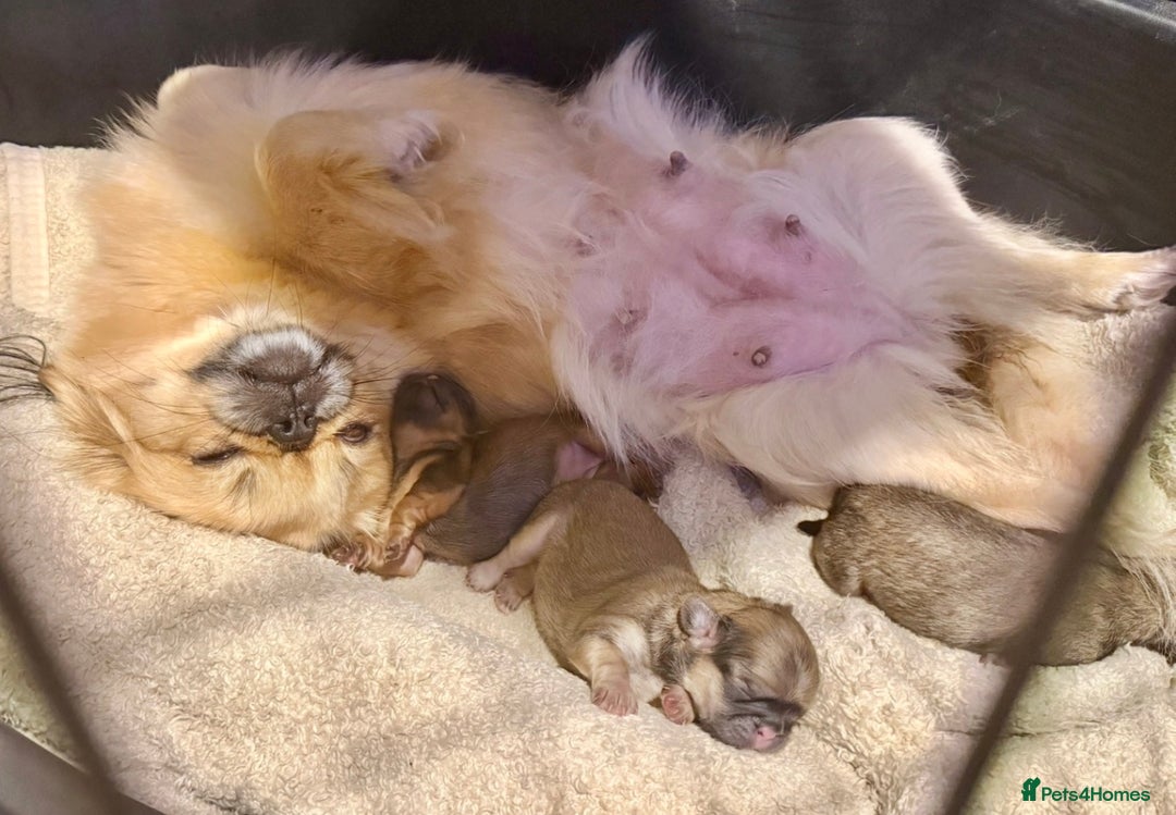 Pekingese dogs for sale: 🐾 Pekingese Puppies for Sale – 2 Girls & 1 Boy 🐾 - Advert 28